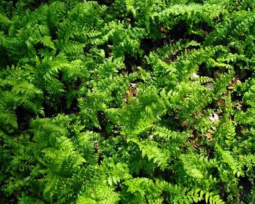 Kapradina štětinonosná