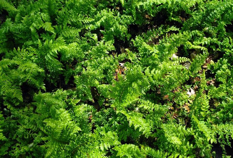 Kapradina štětinonosná - Polystichum setiferum