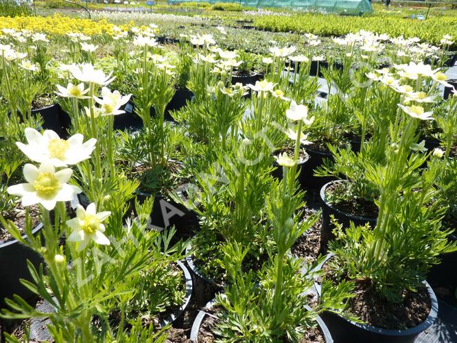 Sasanka rozeklaná 'Annabella White' - Anemone multifida 'Annabella White'