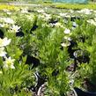 Sasanka rozeklaná 'Annabella White' - Anemone multifida 'Annabella White'