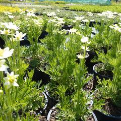Sasanka rozeklaná 'Annabella White' - Anemone multifida 'Annabella White'