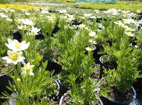 Sasanka rozeklaná 'Annabella White' - Anemone multifida 'Annabella White'