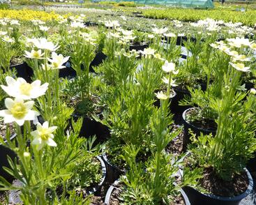 Sasanka rozeklaná 'Annabella White'