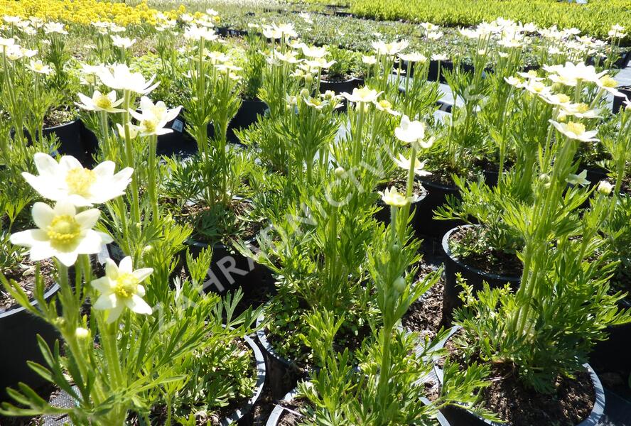 Sasanka rozeklaná 'Annabella White' - Anemone multifida 'Annabella White'