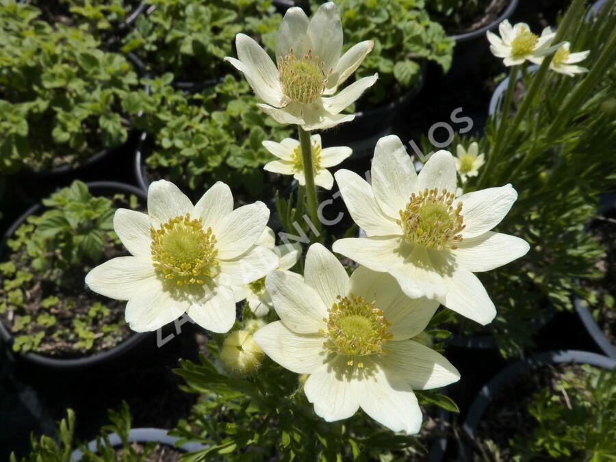 Sasanka 'Annabella White' - Anemone multifida 'Annabella White'