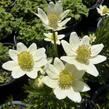 Sasanka rozeklaná 'Annabella White' - Anemone multifida 'Annabella White'