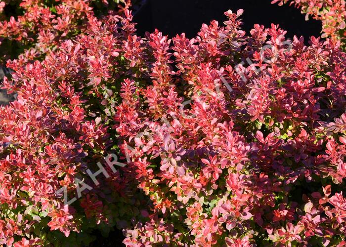 Dřišťál Thunbergův 'Admiration' - Berberis thunbergii 'Admiration'