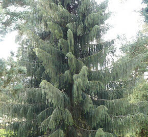 Smrk Brewerův - Picea breweriana