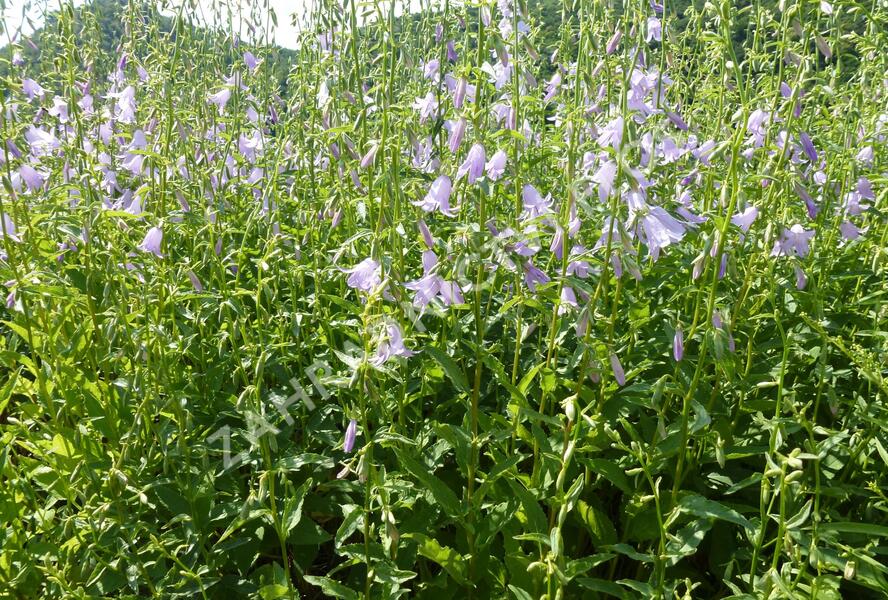Zvonkovka zmatená 'Hemelstraling' - Adenophora confusa 'Hemelstraling'
