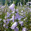Zvonkovka zmatená 'Hemelstraling' - Adenophora confusa 'Hemelstraling'
