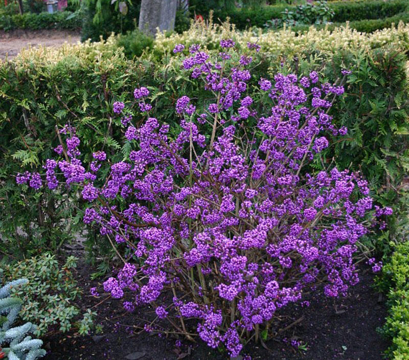 Krásnoplodka Bodinierova 'Profusion' - Callicarpa bodinieri 'Profusion'