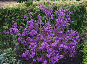 Krásnoplodka Bodinierova 'Profusion' - Callicarpa bodinieri 'Profusion'