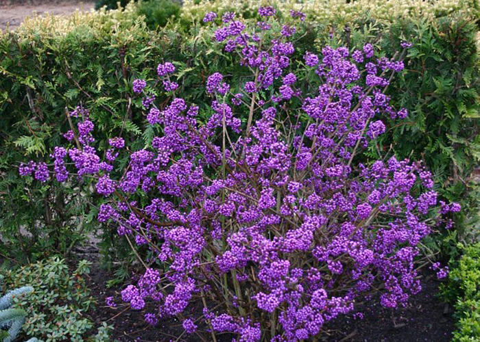 Krásnoplodka Bodinierova 'Profusion' - Callicarpa bodinieri 'Profusion'
