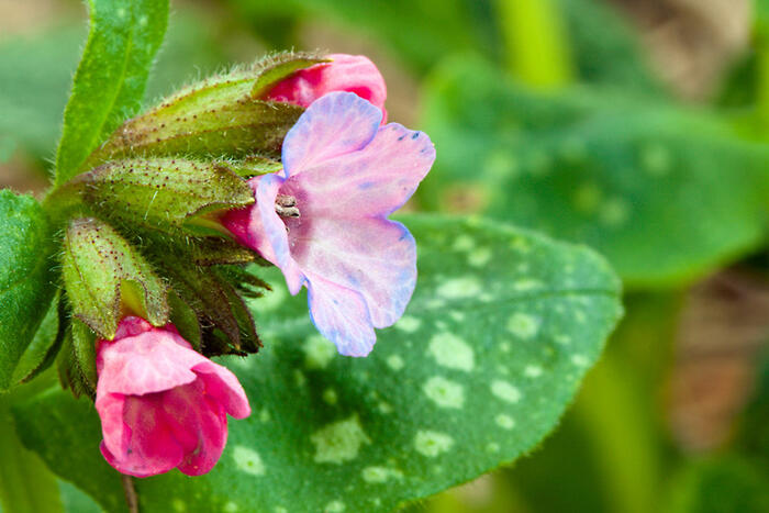 Plicník 'Roy Davidson' - Pulmonaria longifolia 'Roy Davidson'