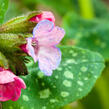 Plicník 'Roy Davidson' - Pulmonaria longifolia 'Roy Davidson'