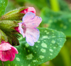 Plicník 'Roy Davidson' - Pulmonaria longifolia 'Roy Davidson'