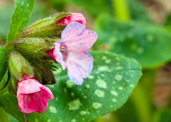 Plicník 'Roy Davidson' - Pulmonaria longifolia 'Roy Davidson'