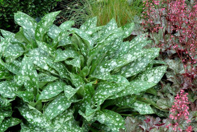 Plicník 'Dark Vader' - Pulmonaria 'Dark Vader'