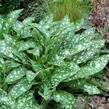 Plicník 'Dark Vader' - Pulmonaria 'Dark Vader'