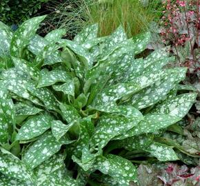 Plicník 'Dark Vader' - Pulmonaria 'Dark Vader'