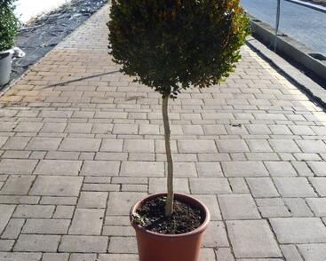 Zimostráz obecný - 1 koule na kmínku