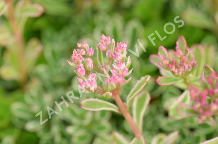 Rozchodník pochybný 'Variegatum' - Sedum spurium 'Variegatum'