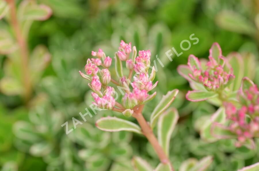 Rozchodník pochybný 'Variegatum' - Sedum spurium 'Variegatum'