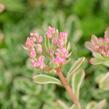 Rozchodník pochybný 'Variegatum' - Sedum spurium 'Variegatum'