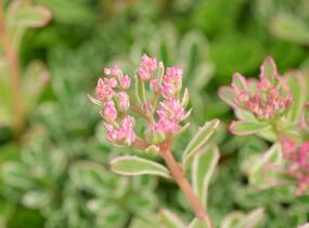Rozchodník pochybný 'Variegatum' - Sedum spurium 'Variegatum'