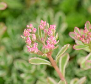 Rozchodník pochybný 'Variegatum' - Sedum spurium 'Variegatum'