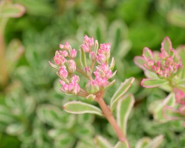 Rozchodník pochybný 'Variegatum'