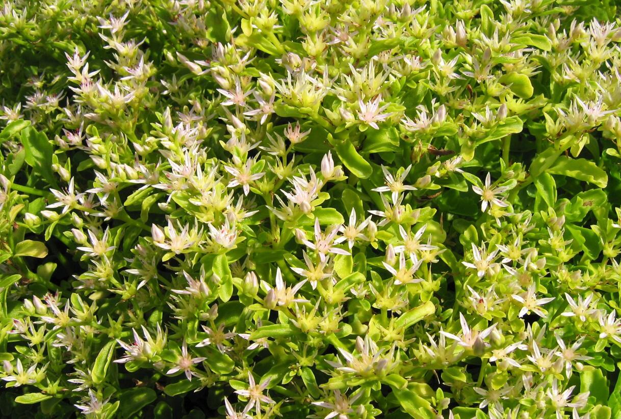Rozchodník výběžkatý - Sedum stoloniferum