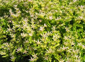 Rozchodník výběžkatý - Sedum stoloniferum