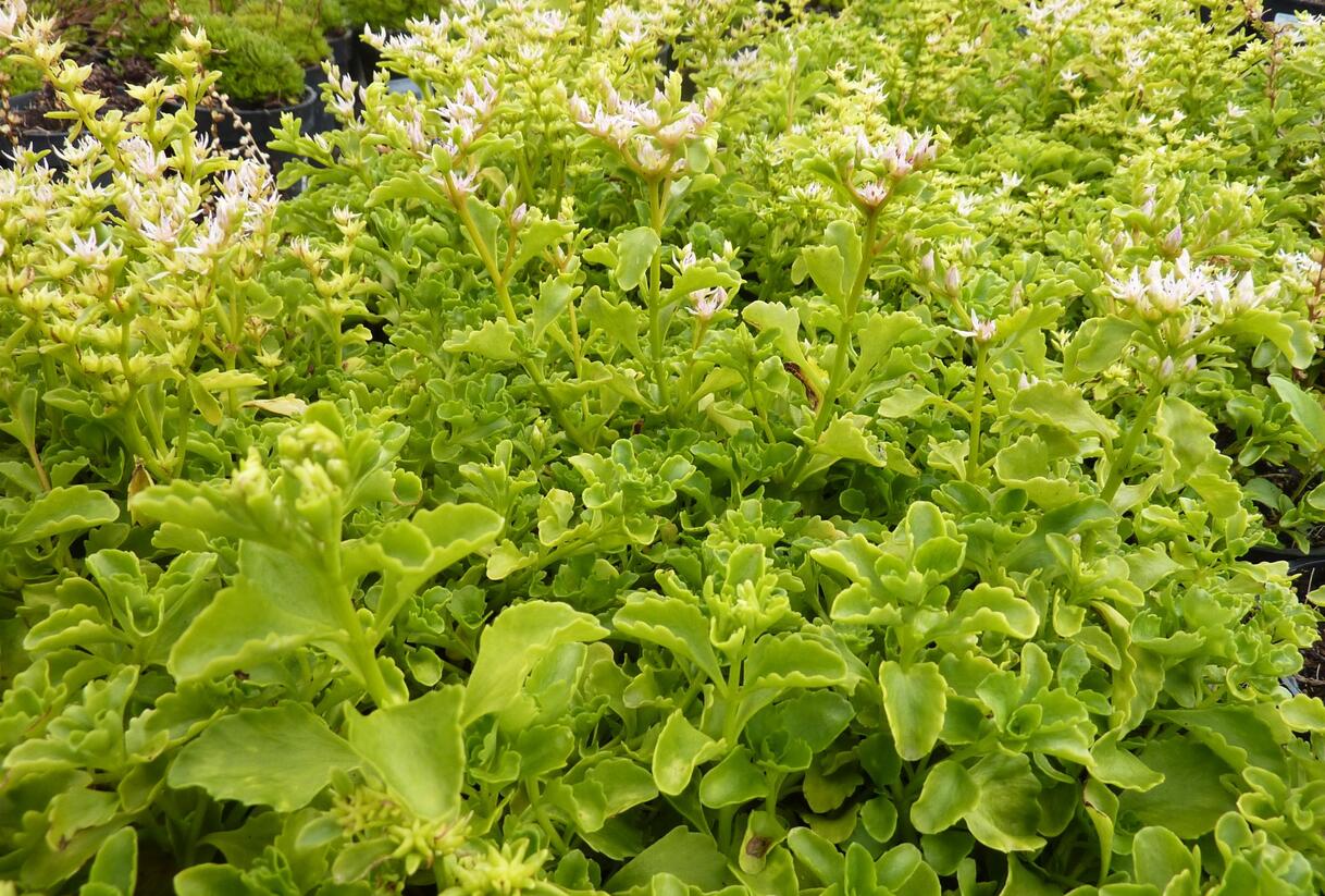 Rozchodník výběžkatý - Sedum stoloniferum
