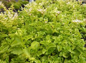 Rozchodník výběžkatý - Sedum stoloniferum