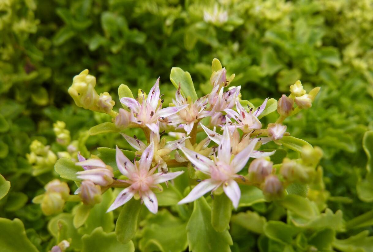 Rozchodník výběžkatý - Sedum stoloniferum