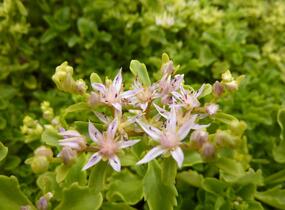 Rozchodník výběžkatý - Sedum stoloniferum
