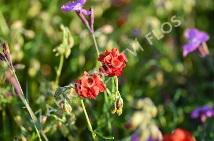 Devaterník 'Mette' - Helianthemum 'Mette'