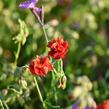 Devaterník 'Mette' - Helianthemum 'Mette'