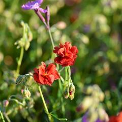 Devaterník 'Mette' - Helianthemum 'Mette'