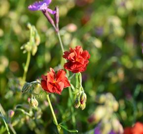 Devaterník 'Mette' - Helianthemum 'Mette'