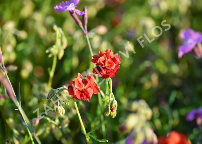 Devaterník 'Mette' - Helianthemum 'Mette'