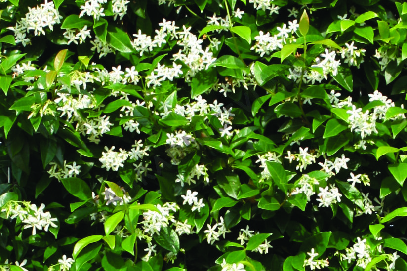 Jasmínovník vonný - Trachelospermum jasminoides