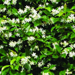 Jasmínovník vonný - Trachelospermum jasminoides