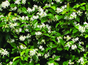 Jasmínovník vonný - Trachelospermum jasminoides