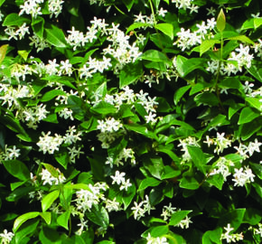 Jasmínovník vonný - Trachelospermum jasminoides