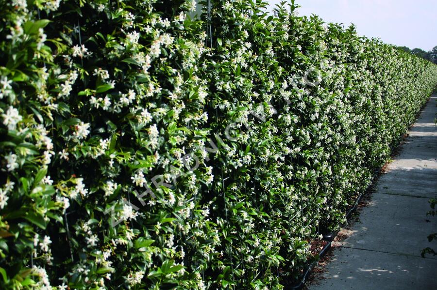 Jasmínovník vonný - Trachelospermum jasminoides