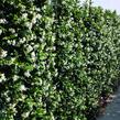 Jasmínovník vonný - Trachelospermum jasminoides