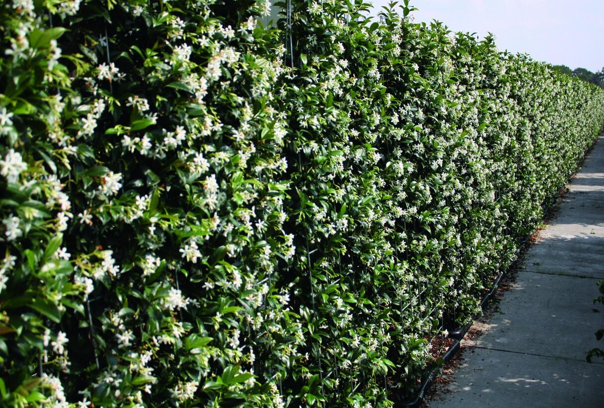 Jasmínovník vonný - Trachelospermum jasminoides