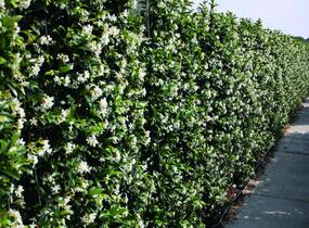 Jasmínovník vonný - Trachelospermum jasminoides